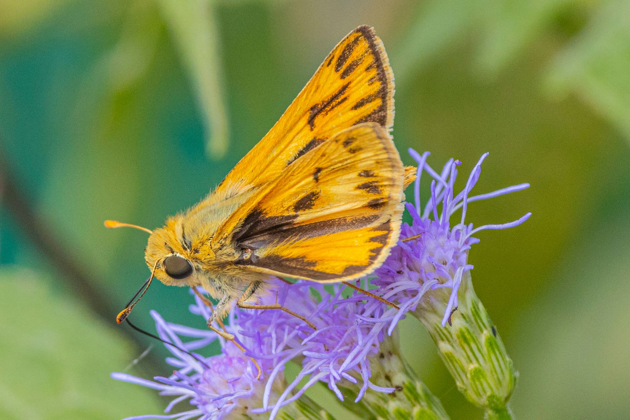 Skippers (Family Hesperiidae)