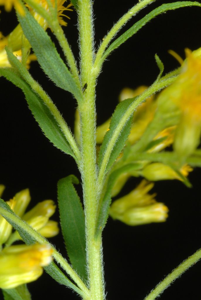 Goldenrods (Solidago spp.)
