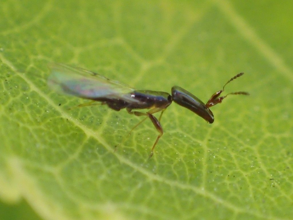 Fig wasps (where figs occur) (Family Agaonidae)