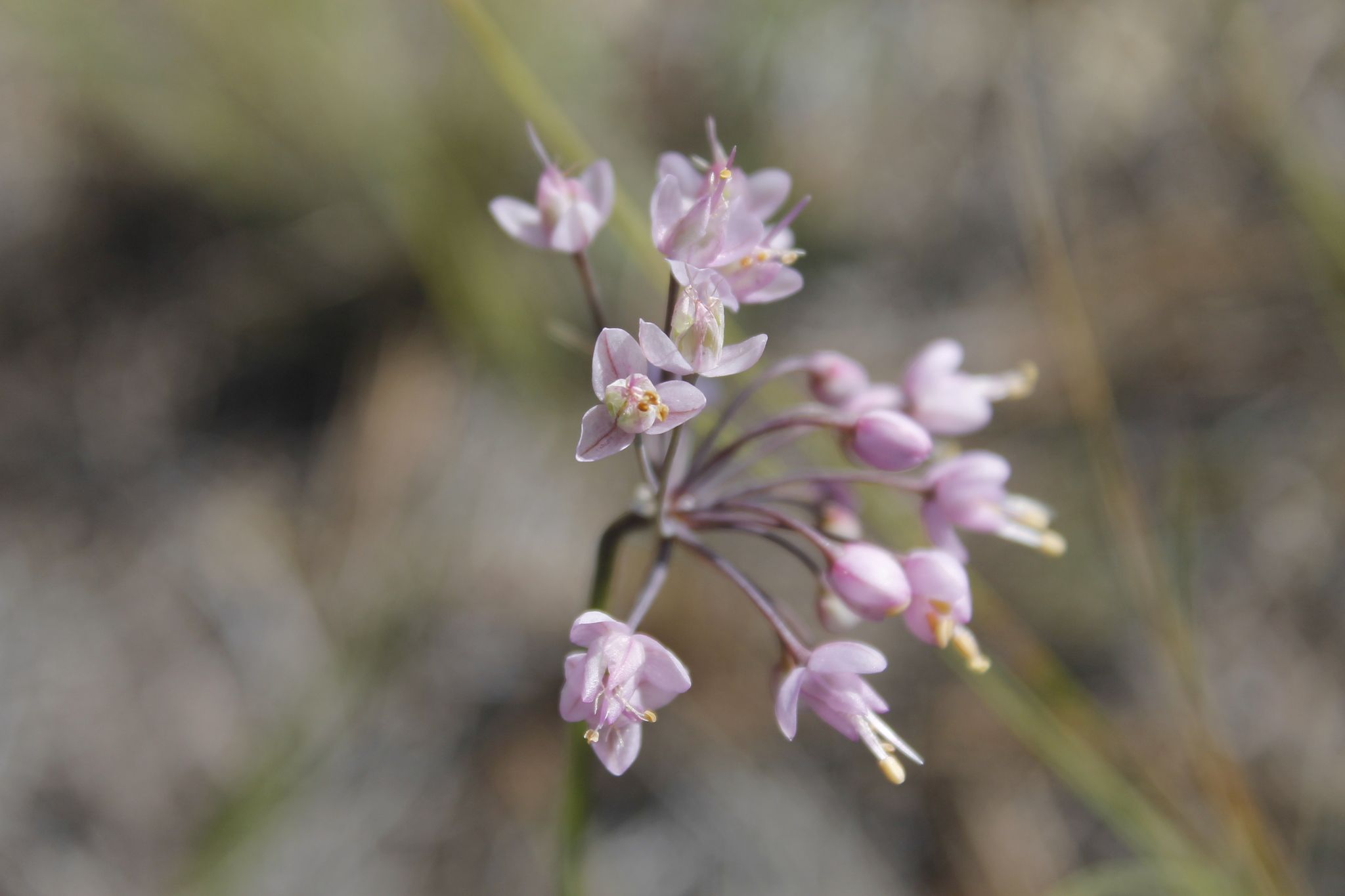 Wild onions (*Allium* (native species))