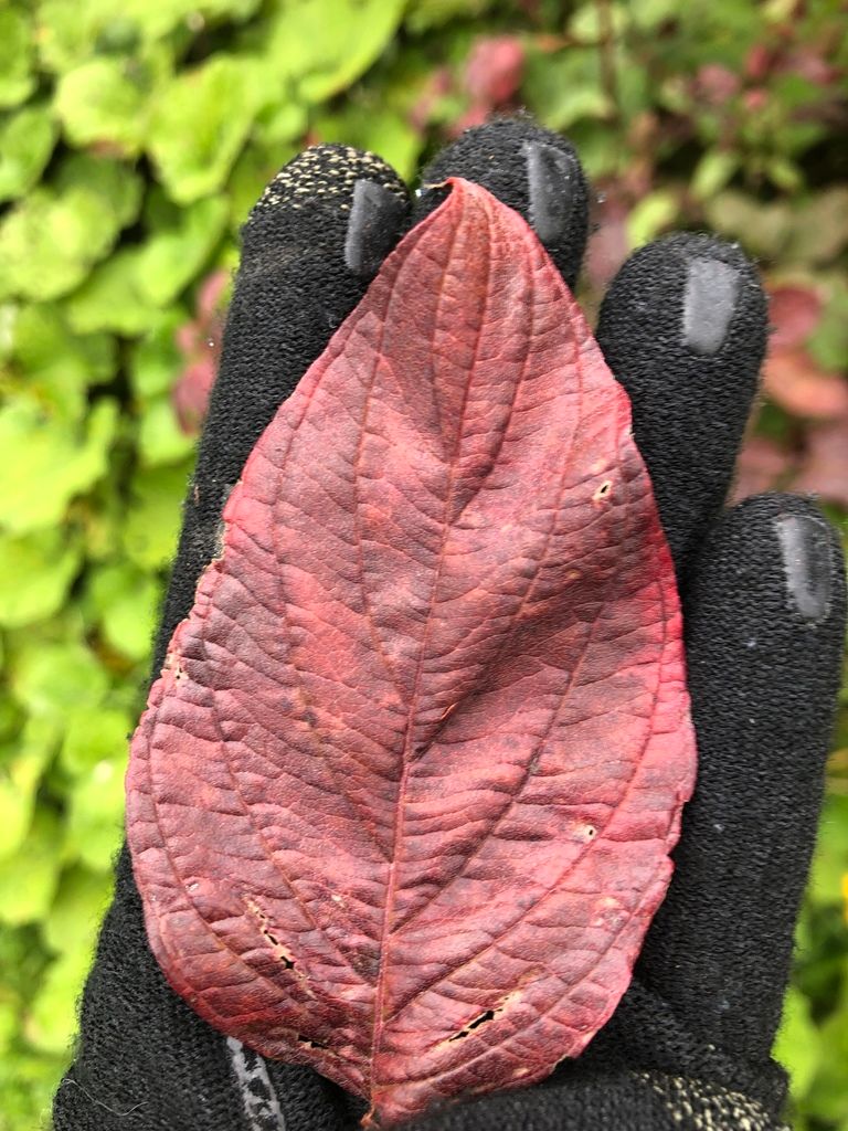 Dogwoods (Cornus spp. (shrub forms))