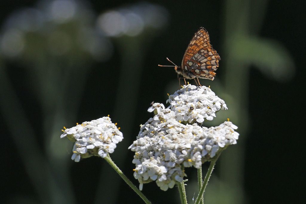 Yarrow (*Achillea millefolium*)