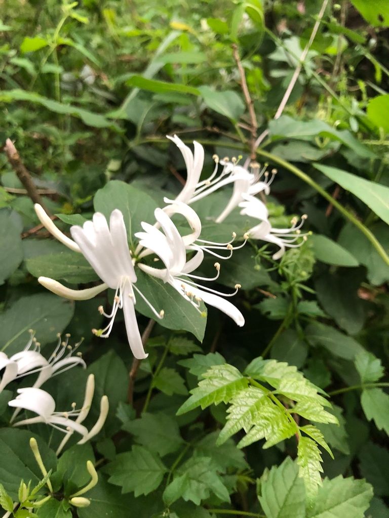 Native honeysuckles (Lonicera (native species))