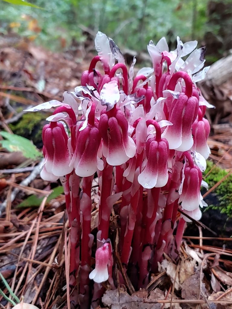 Heaths (Ericaceae (family; various native species))