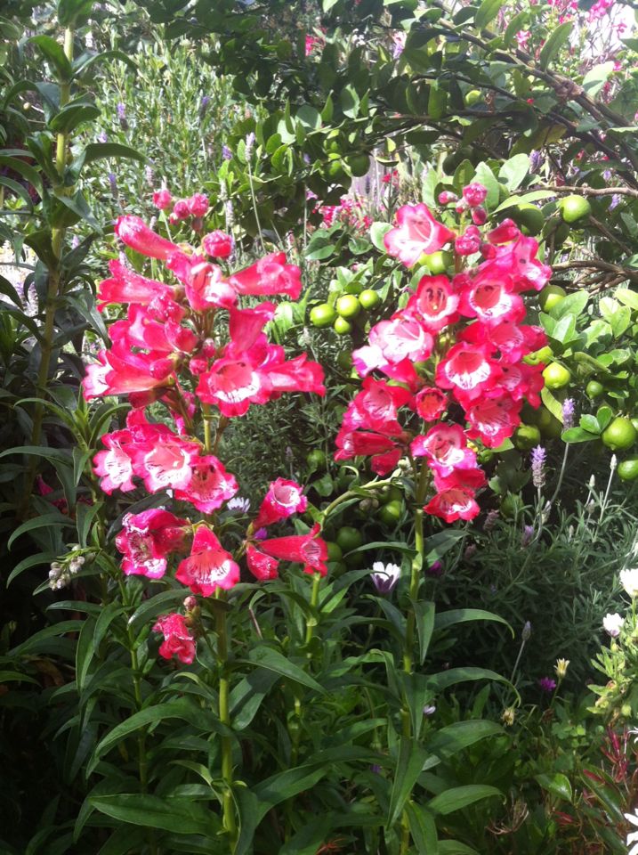 Beardtongues (*Penstemon* (Mexico spp.))