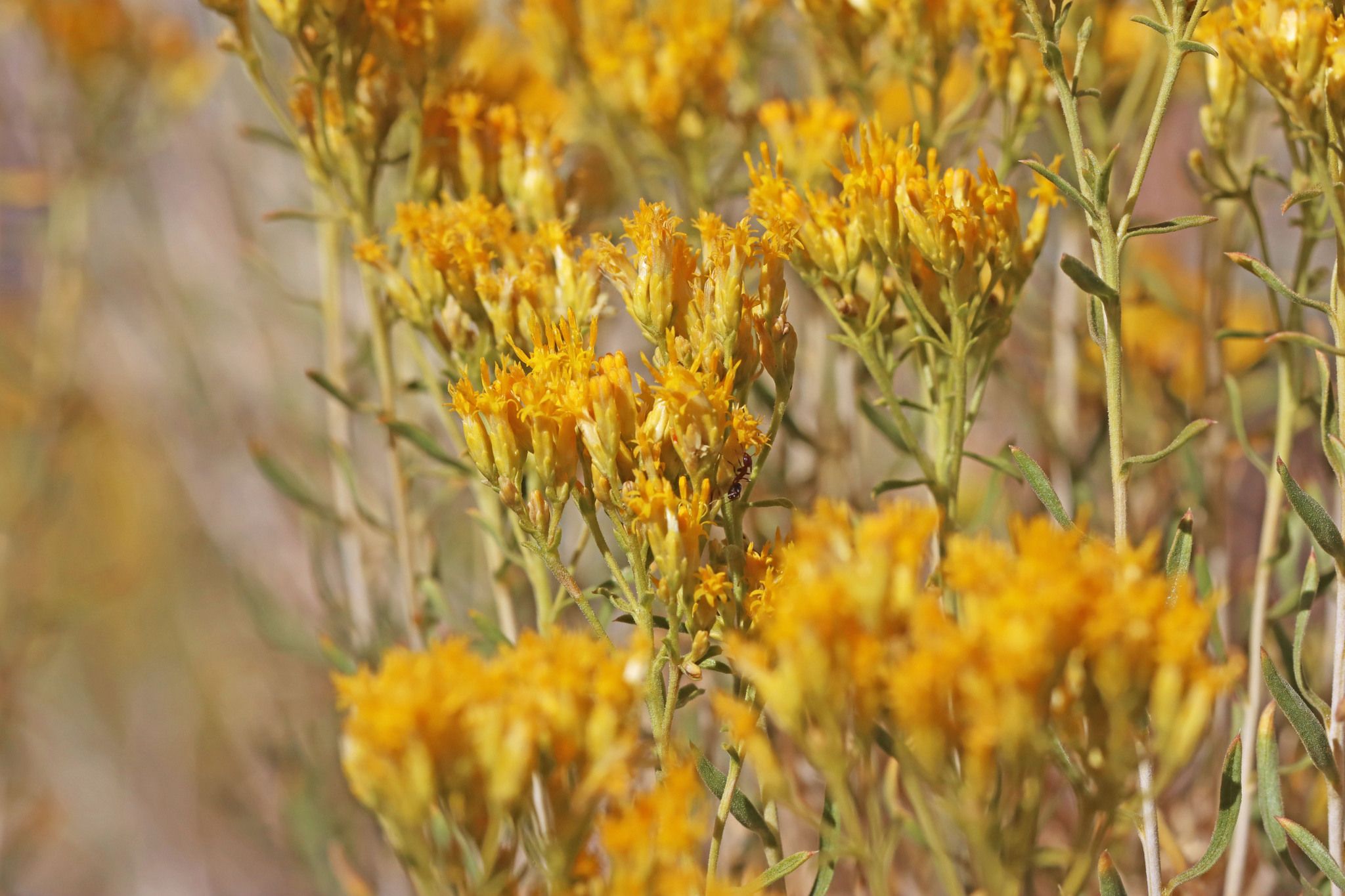 Rabbitbrush (*Ericameria* spp. / *Chrysothamnus* spp.)