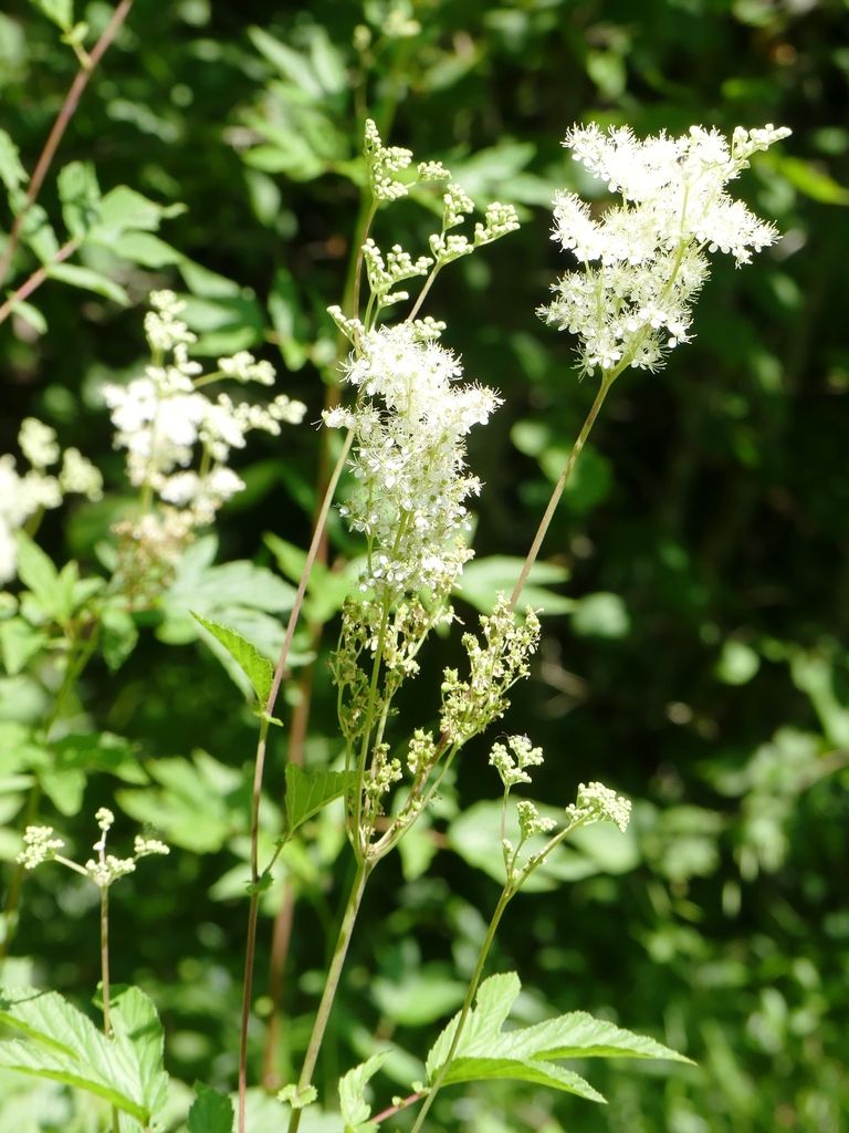 Spiraeas (*Spiraea* (genus))