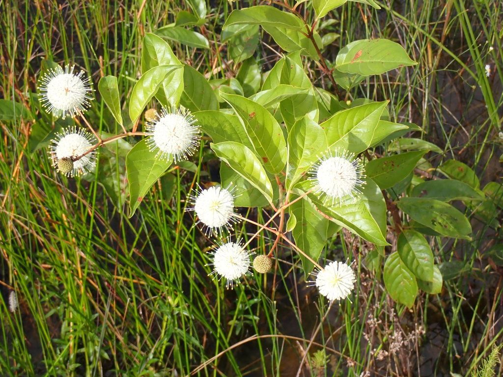 Buttonbush (Cephalanthus spp.)