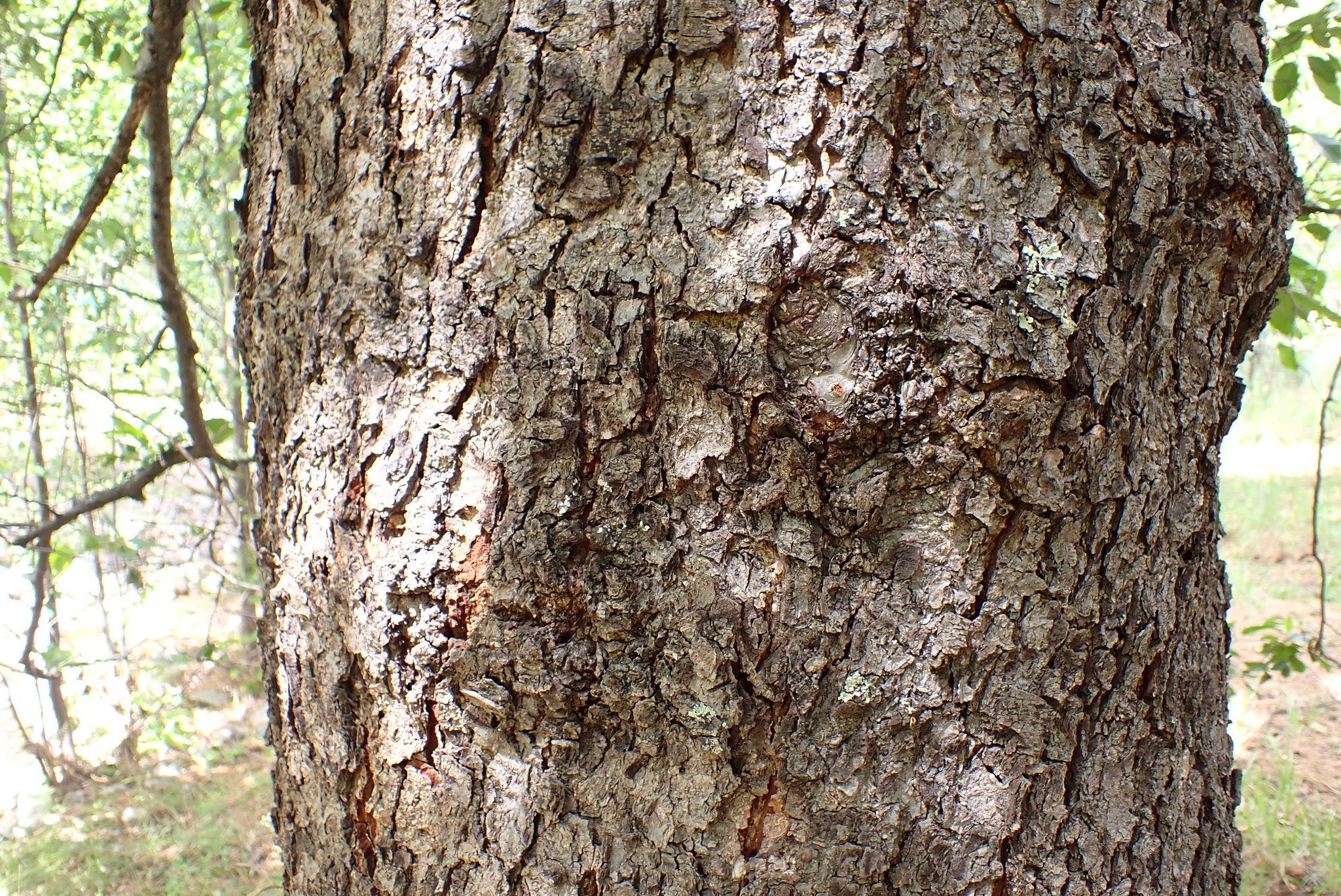 Alders (*Alnus* spp.)