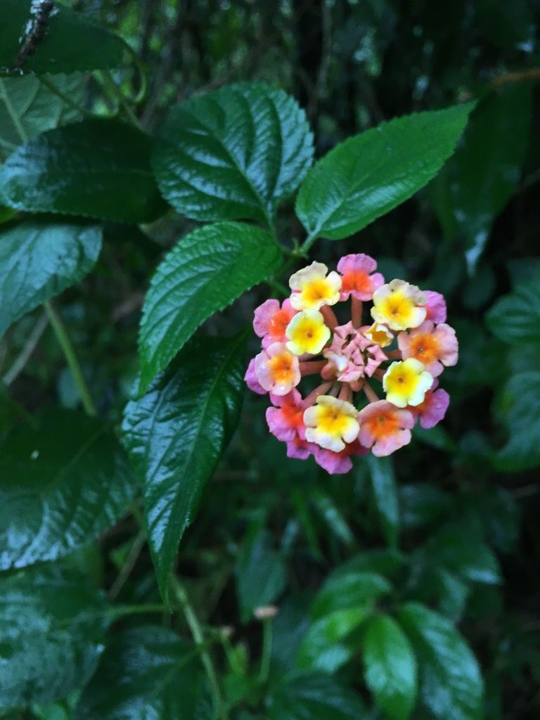 Lantanas (*Lantana* spp.)