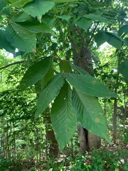 Beeches (*Fagus* spp.)