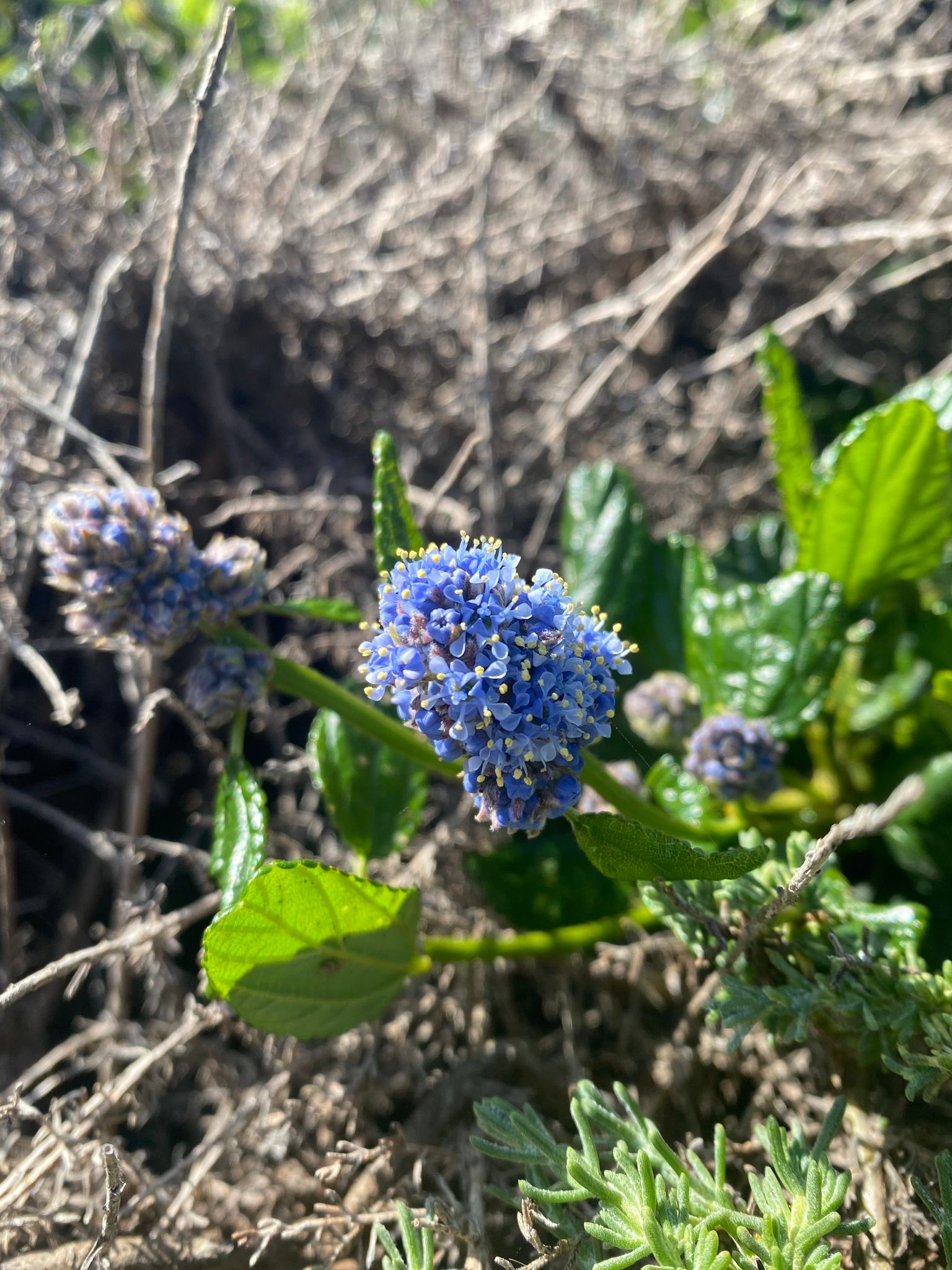 California lilac (*Ceanothus* spp.)