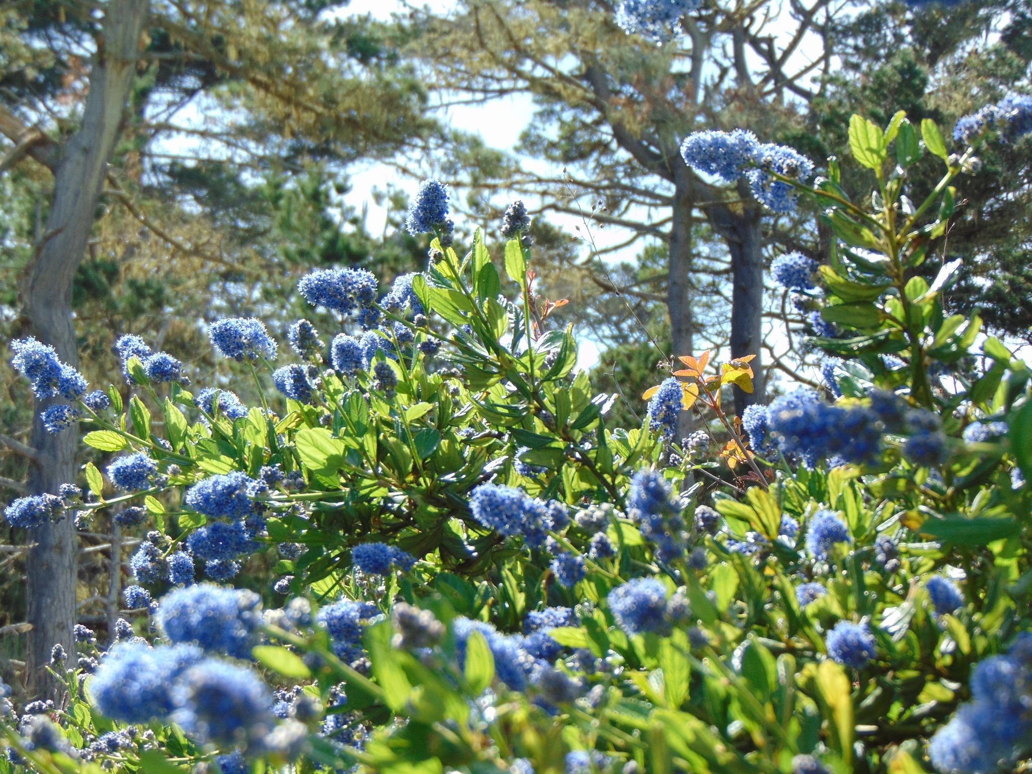 California lilac (*Ceanothus* spp.)
