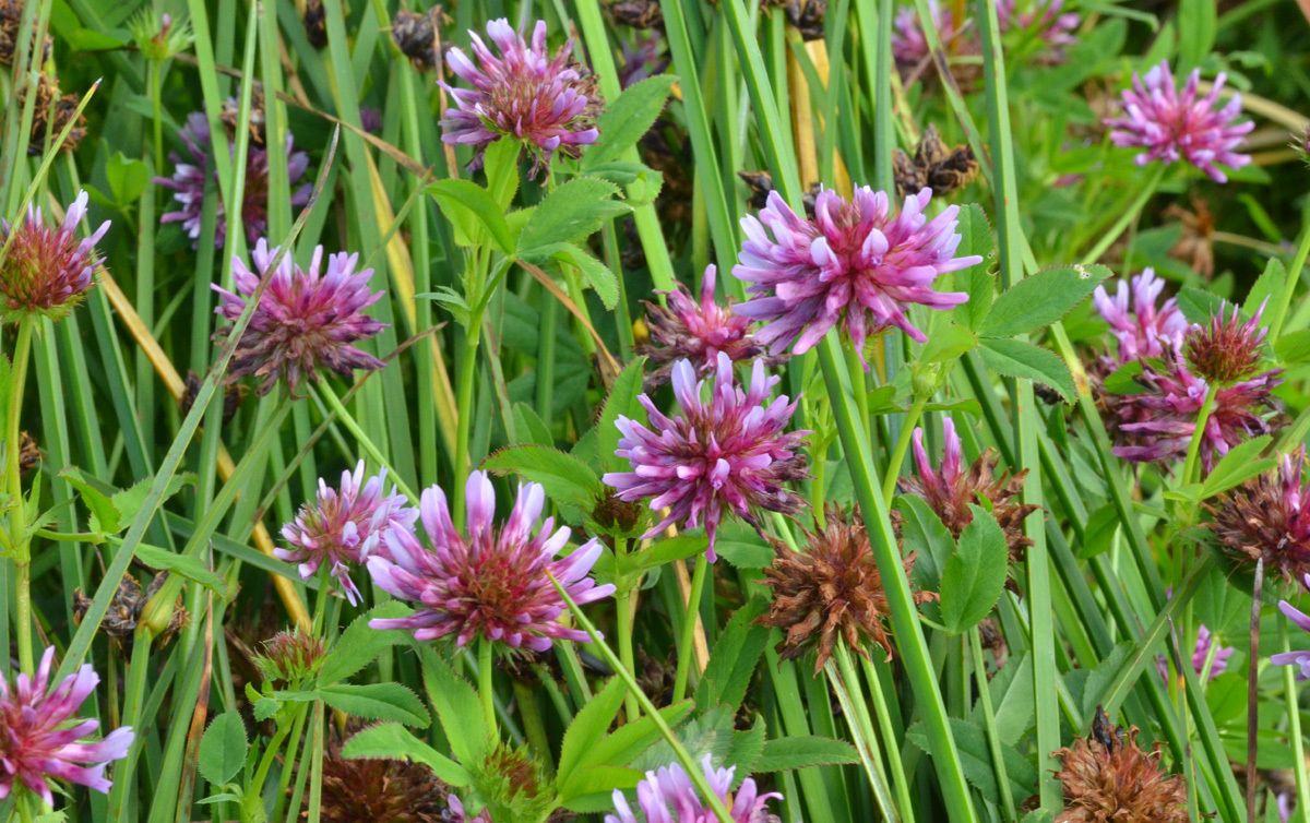 Clovers (*Trifolium* spp.)
