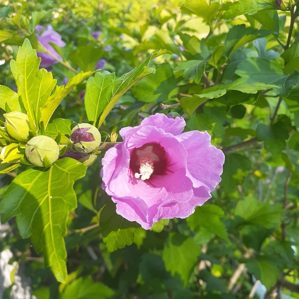Marsh mallows (Hibiscus (native species))