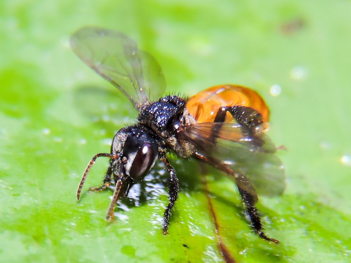 Stingless bees (Mexico / tropics) (Tribe Meliponini)