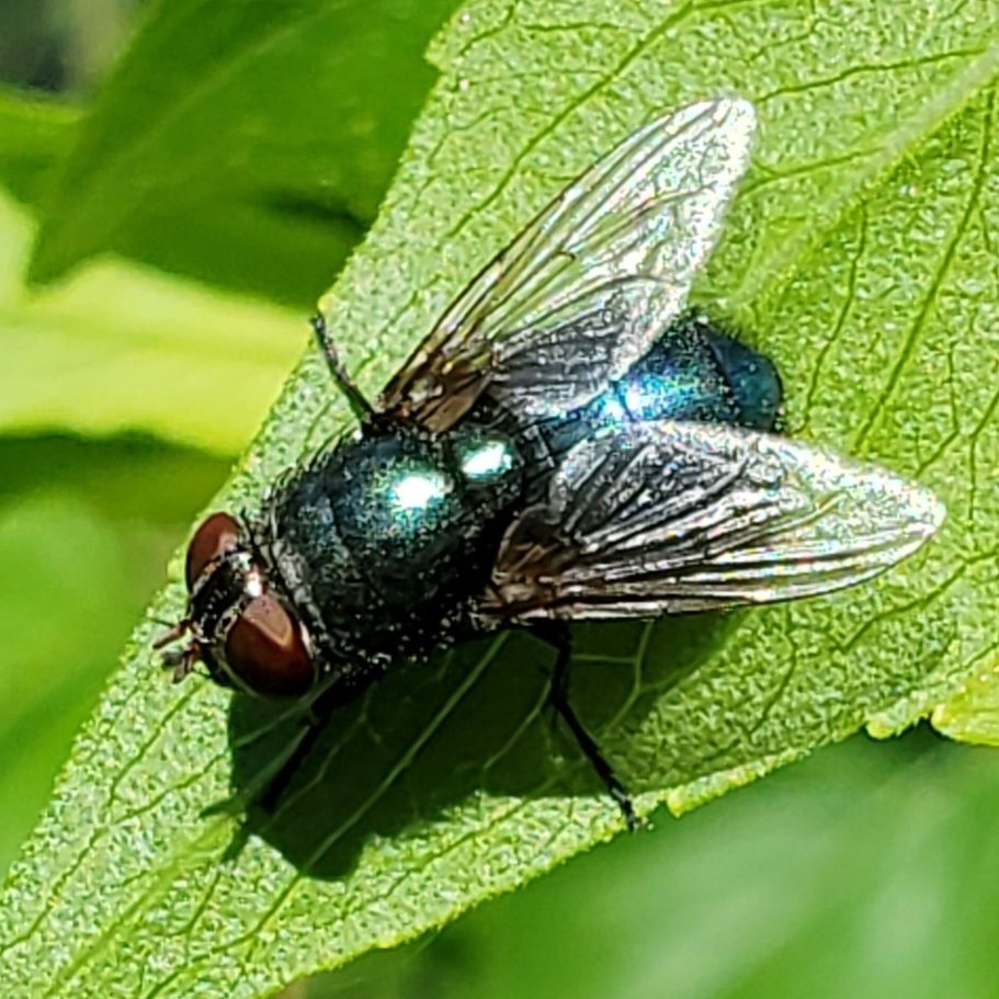 Blow flies (Family Calliphoridae)