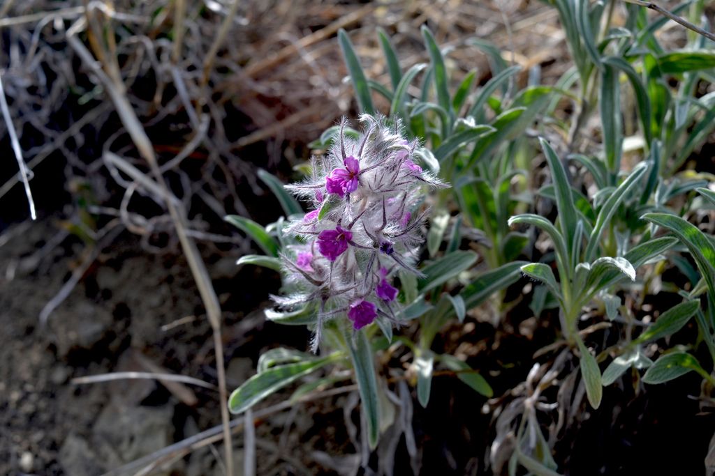 Mints (Lamiaceae (native genera))