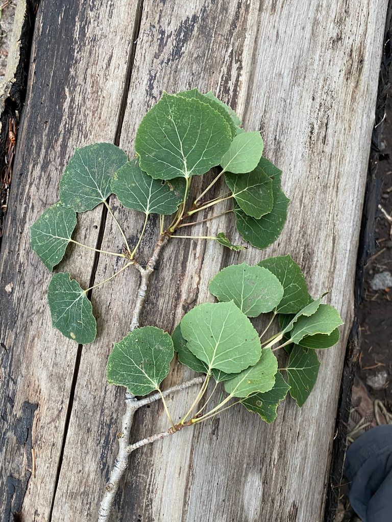 Poplars, aspens & cottonwoods (Populus)