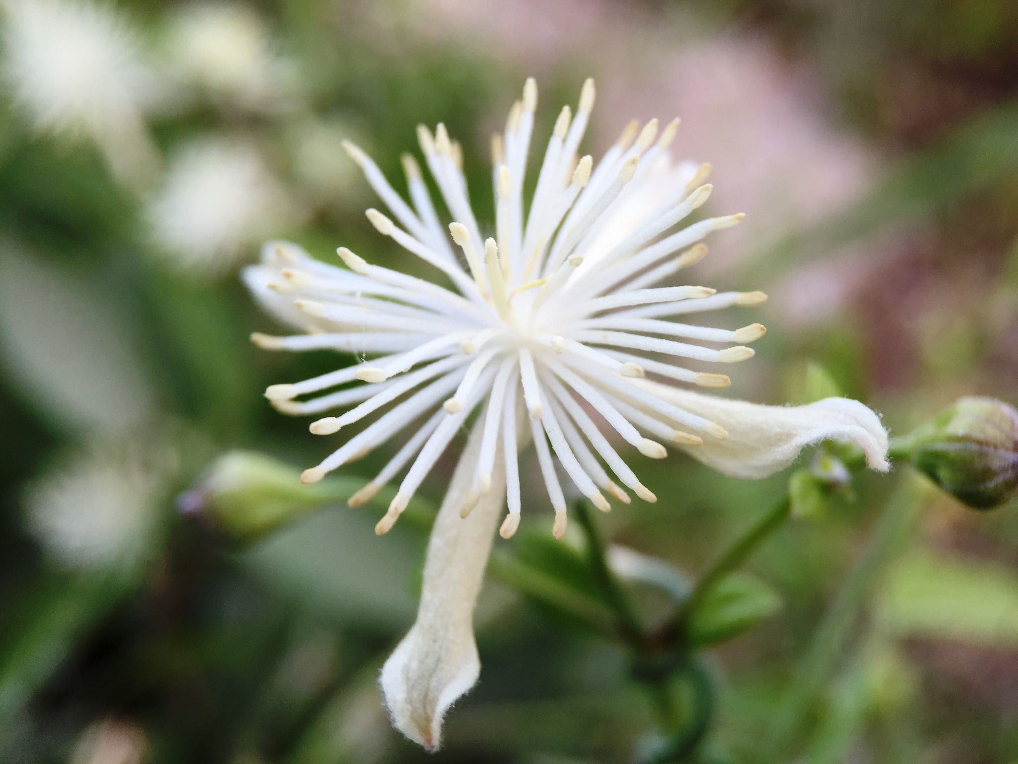 Clematis (*Clematis* (native species))