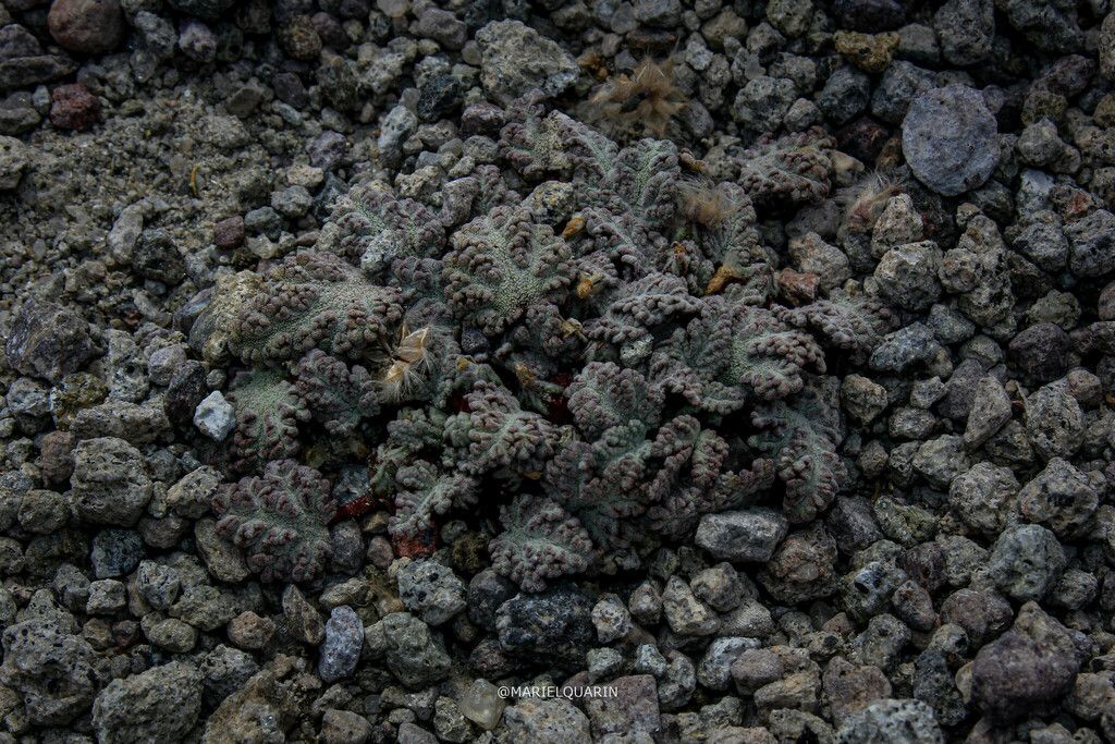 Mallows (Malvaceae (native genera))