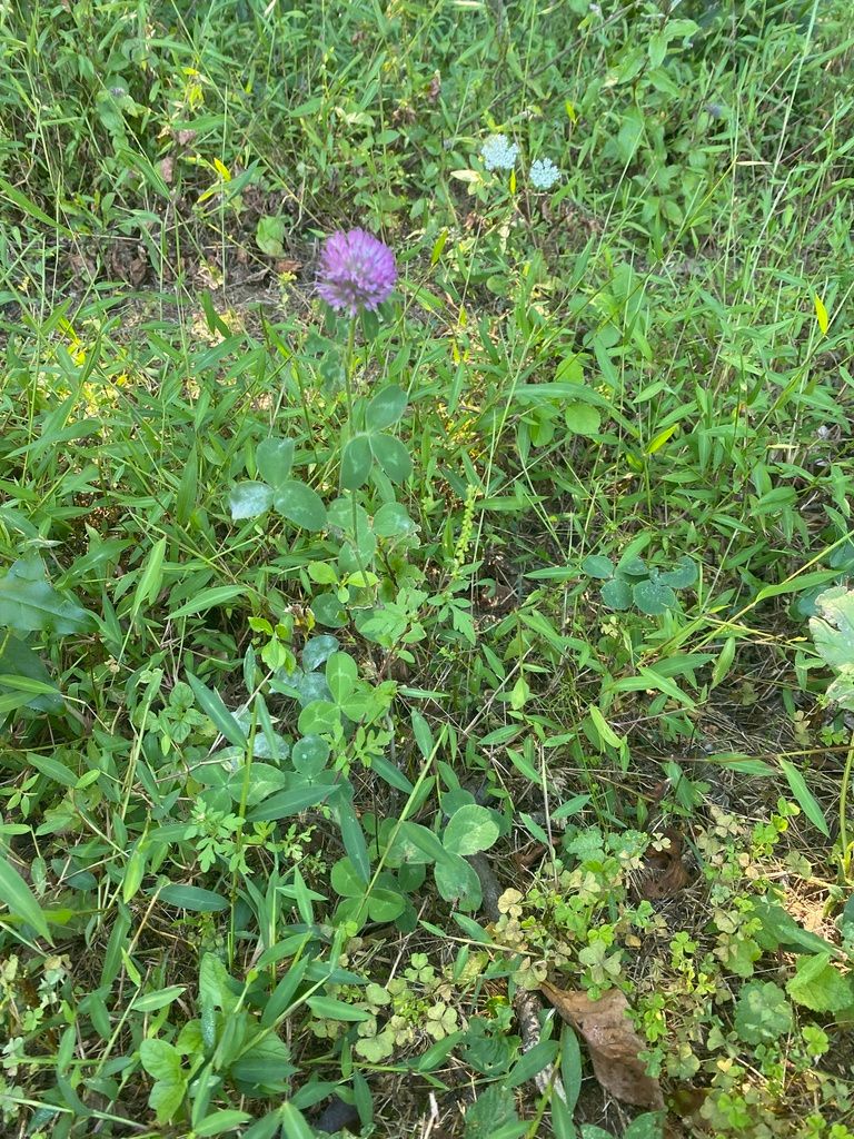 Wild roses (Rosa spp.)