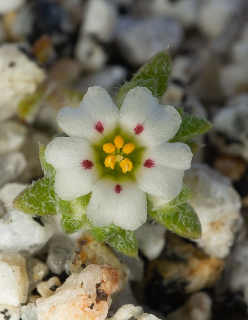 Phlox family (Polemoniaceae)