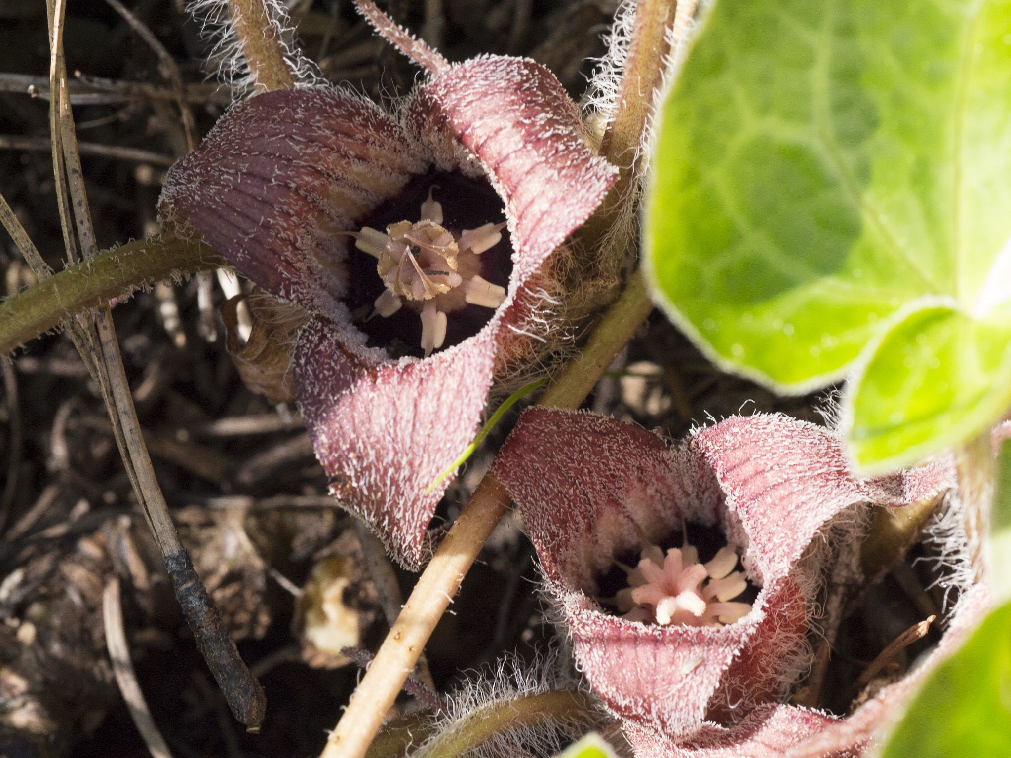Wild gingers (*Asarum* (genus))