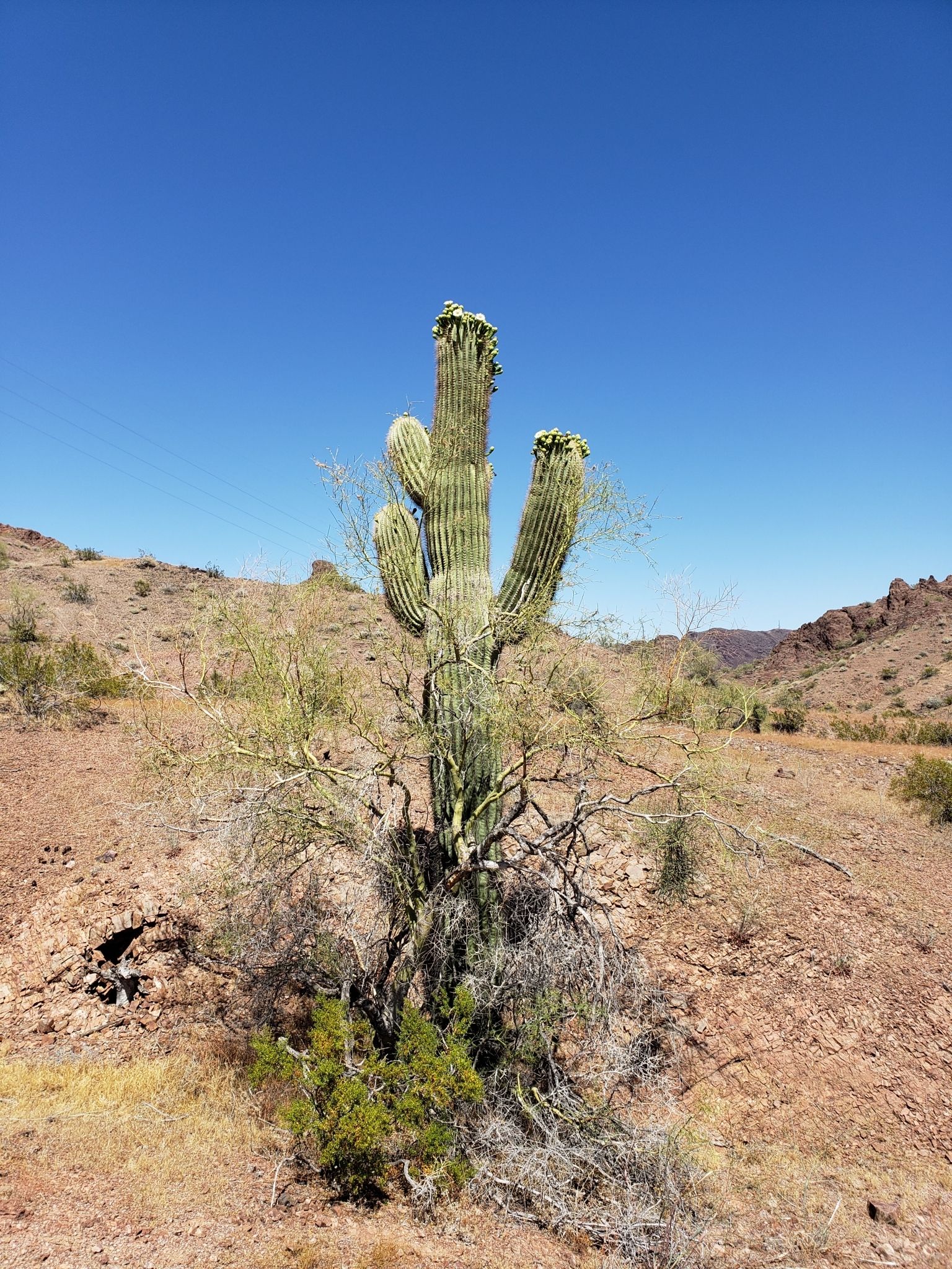 Saguaros (*Carnegiea gigantea*)
