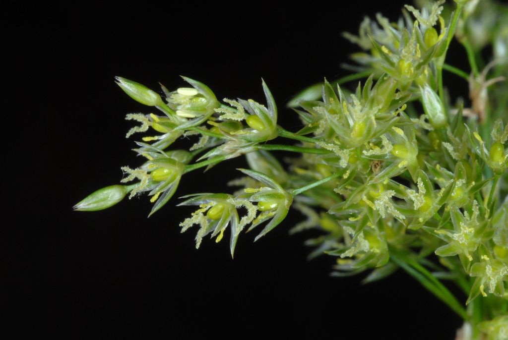 Rushes (*Juncus* spp.)