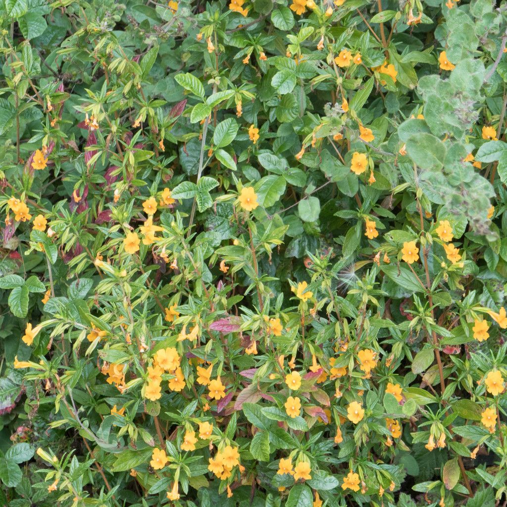 Monkeyflowers (Mimulus spp. & Erythranthe spp.)