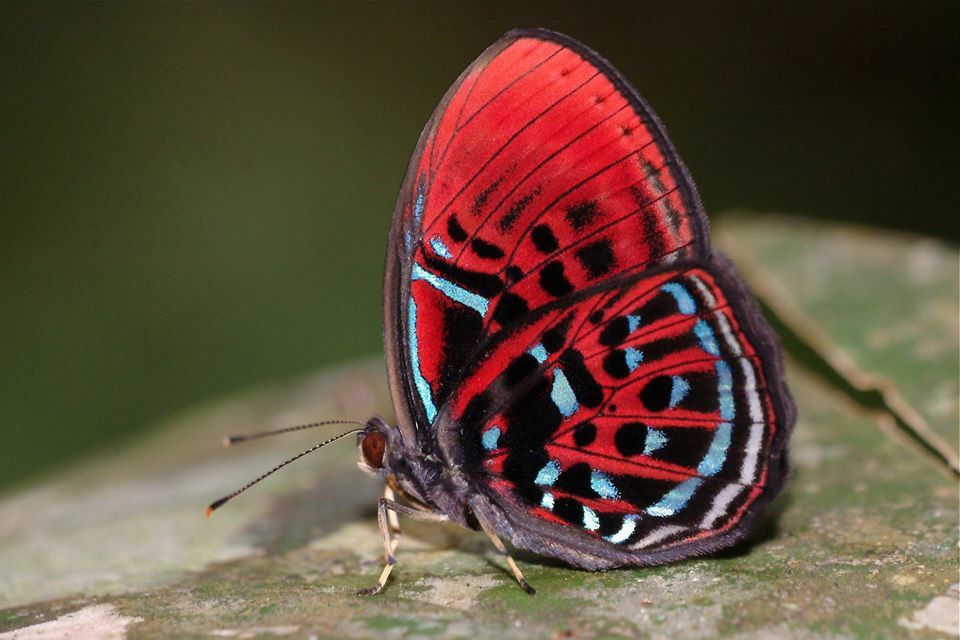 Metalmarks (Family Riodinidae)