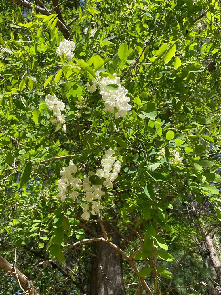 Locusts (Robinia spp.)