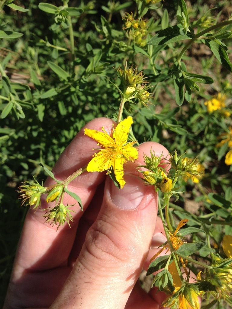 St. John’s-worts (native) (Hypericum (genus))