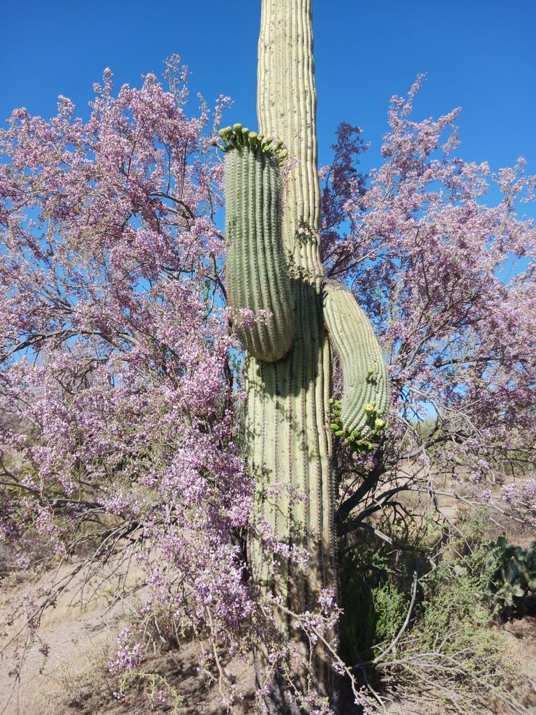 Ironwood (Sonoran) (Olneya tesota)