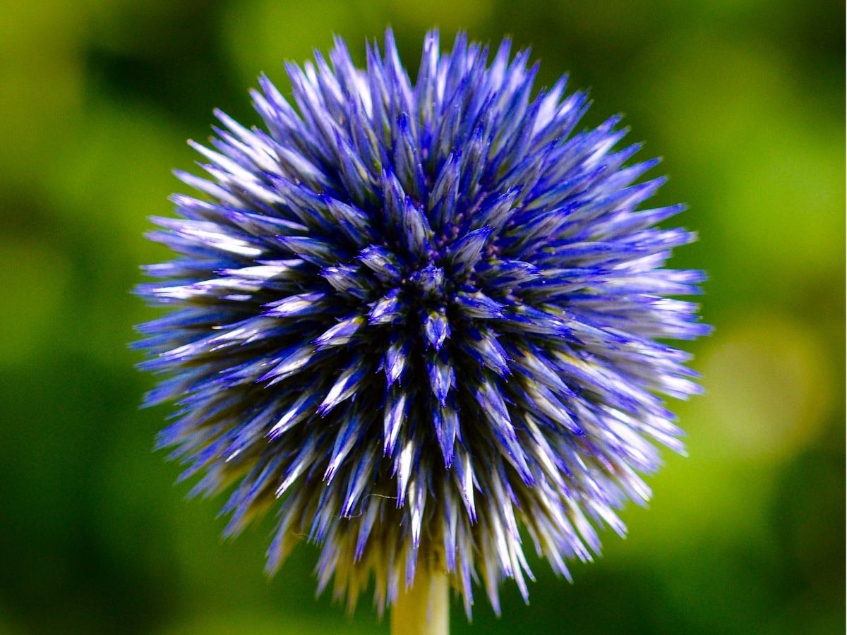 F_wildflowers-herbaceous-perennials-globe-thistles-native-relatives.jpg