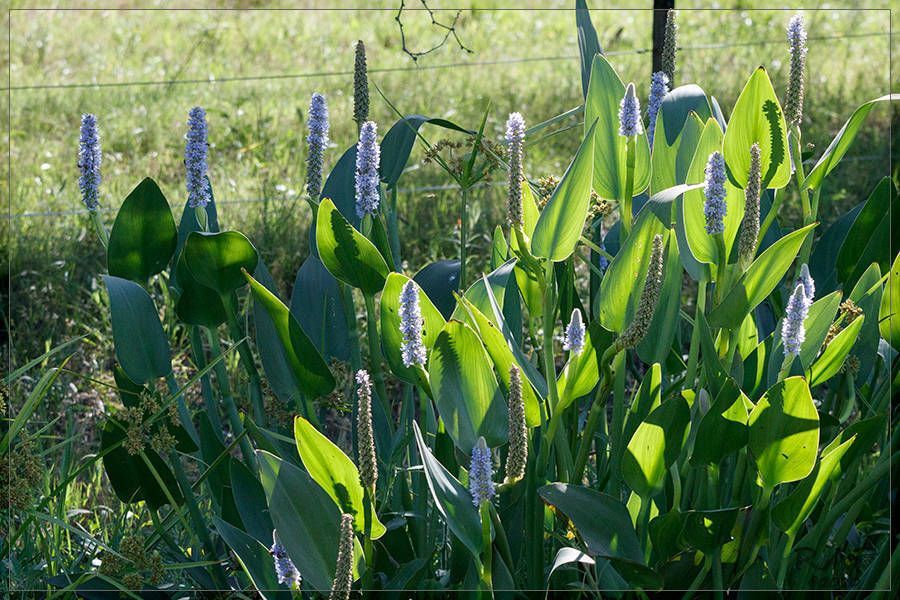 Pickerelweeds (*Pontederia* spp.)