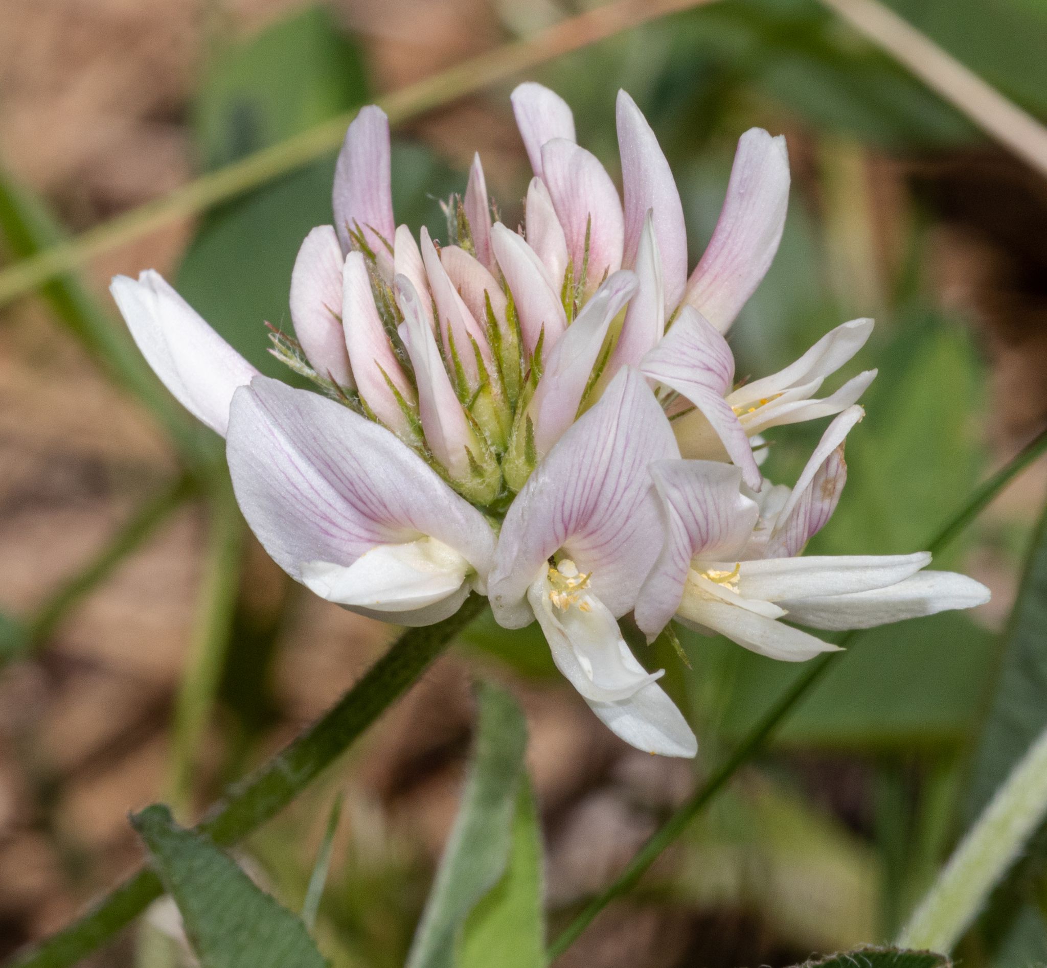 Clovers (*Trifolium* spp.)