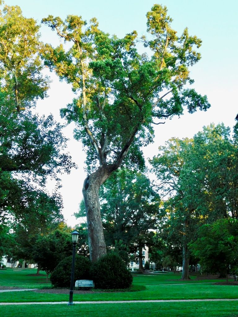 Tulip tree (Liriodendron tulipifera)