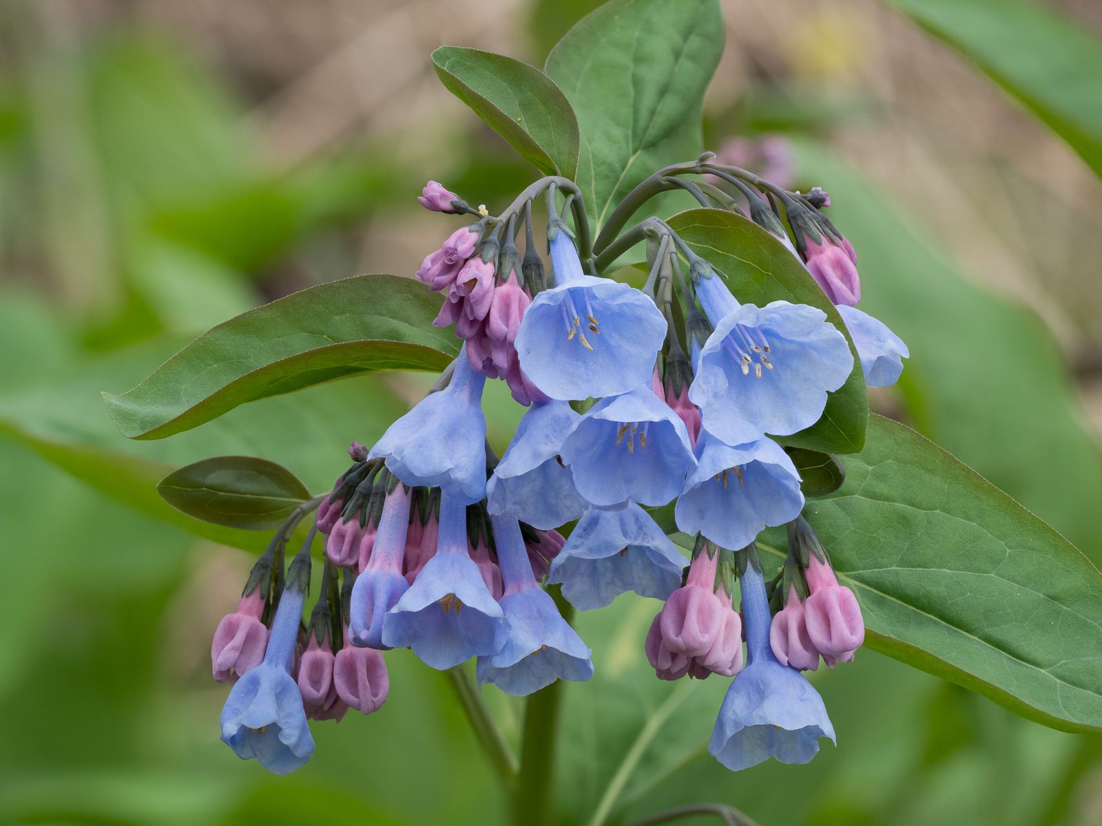 Borage family natives (*Boraginaceae* (native genera))