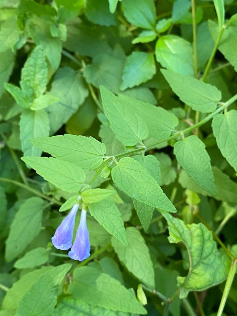 Skullcaps (Scutellaria (genus))