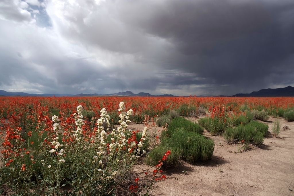 Desert mallows (Sphaeralcea spp.)