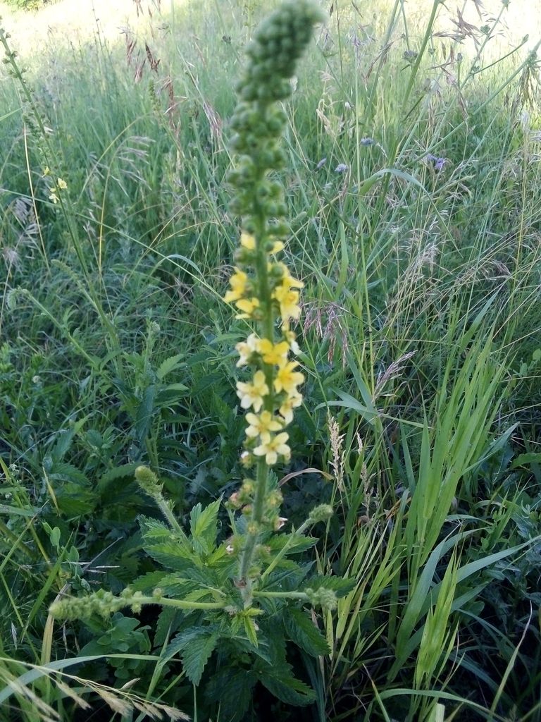 Agrimony (*Agrimonia* spp.)