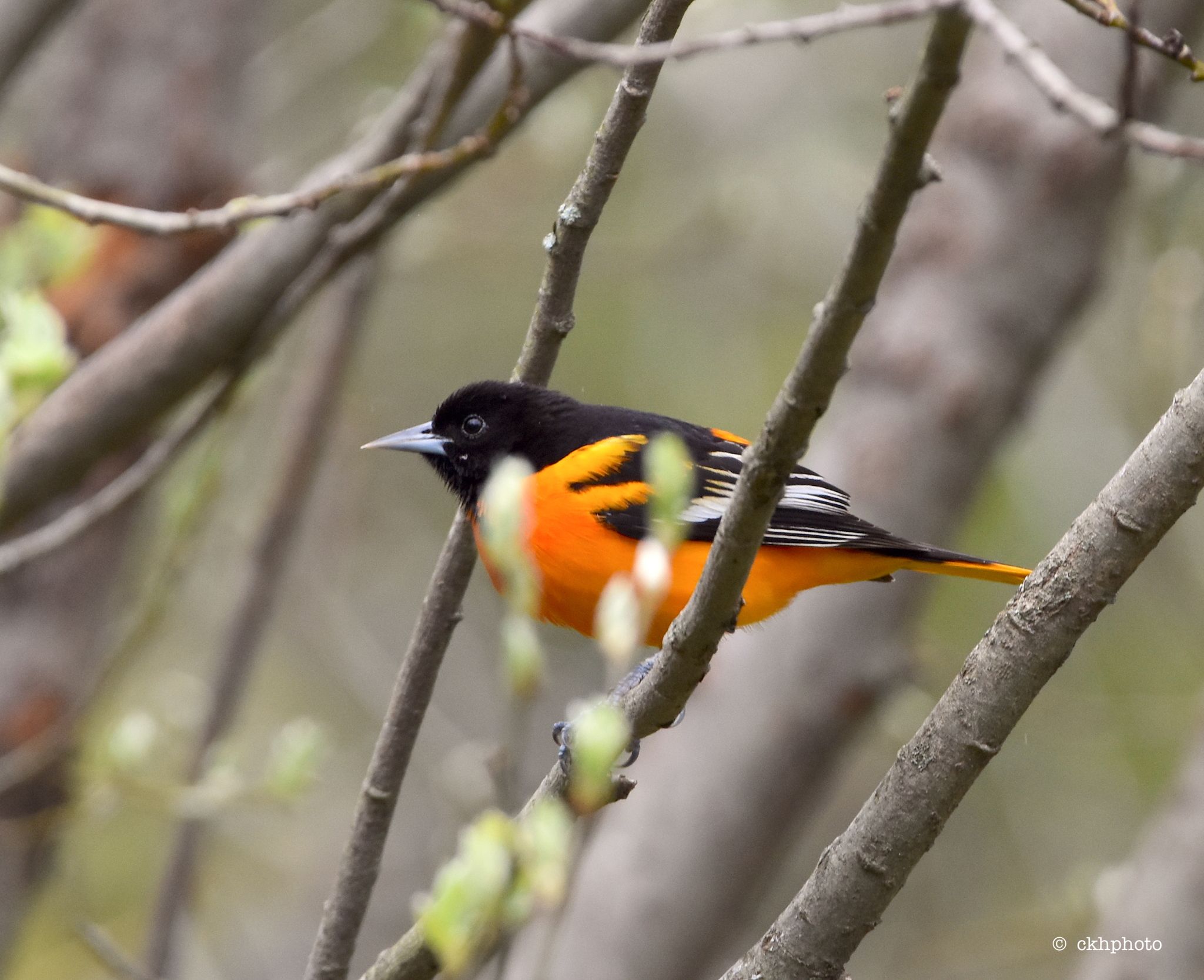 Other nectar-feeding birds (regional) (Various families (region-dependent))