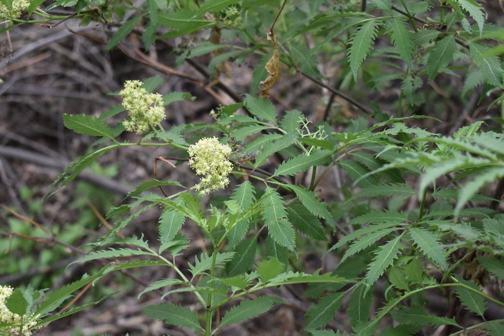 Elderberries (Sambucus spp.)