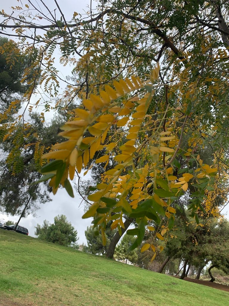 Honey locusts (Gleditsia spp.)