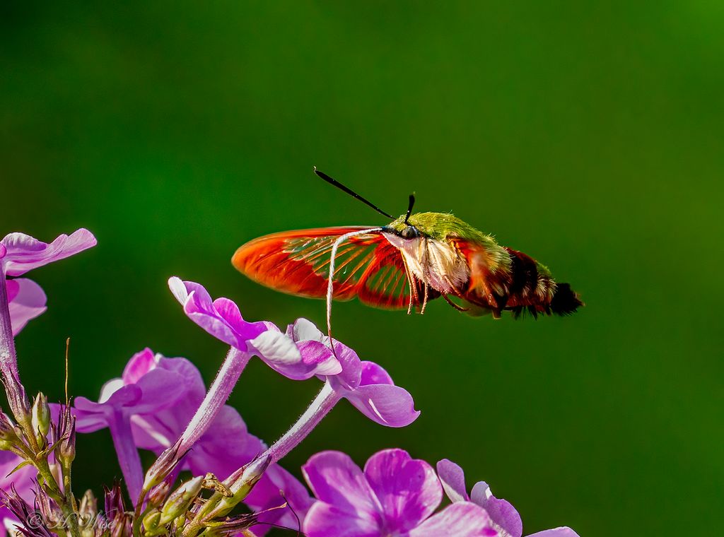 Hawk / sphinx moths (Family Sphingidae)
