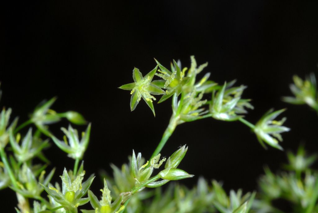 Rushes (Juncus spp.)