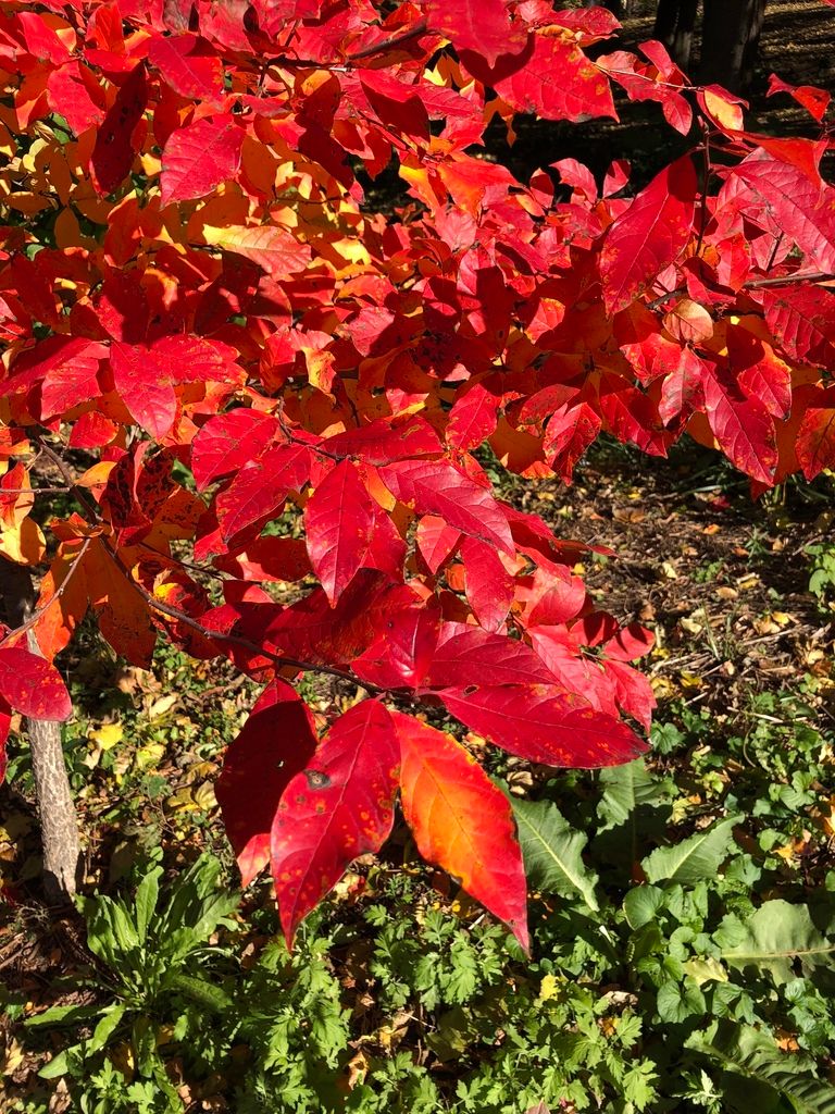 Black tupelo (Nyssa spp.)