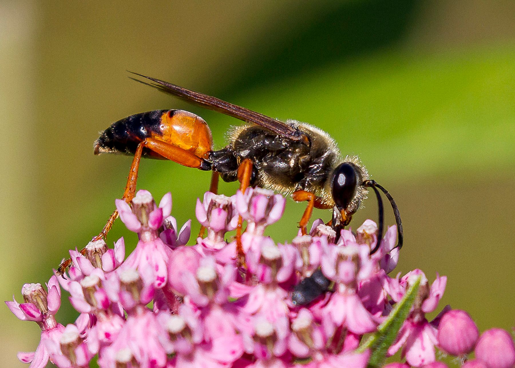 Solitary hunting wasps (Families Crabronidae and Sphecidae)